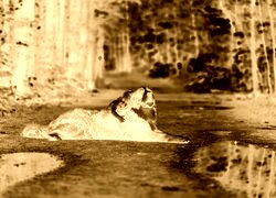 Sepia + Negatyw