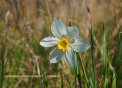 Oryginalny obrazek