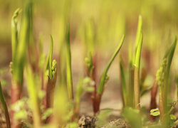 Oryginalny obrazek