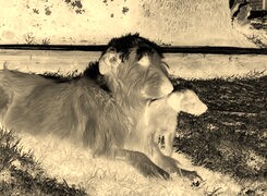 Sepia + Negatyw