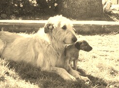 Szary + Sepia