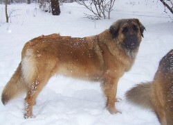 Oryginalny obrazek
