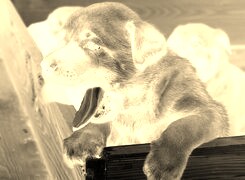 Sepia + Negatyw