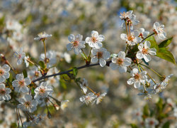 Oryginalny obrazek