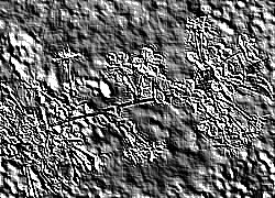 Skamielina