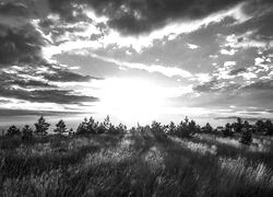 Szary + Sepia
