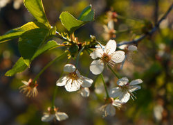 Oryginalny obrazek