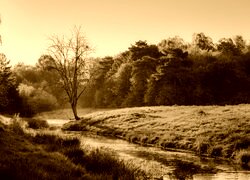 Sepia
