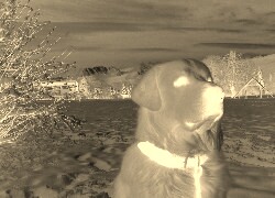 Sepia + Negatyw