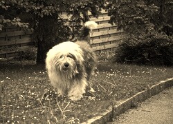 Szary + Sepia