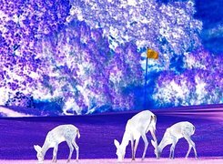Negatyw