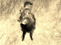 Sepia + Negatyw