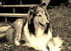 Szary + Sepia