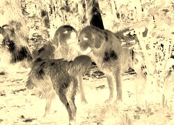Sepia + Negatyw