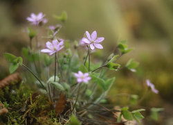 Oryginalny obrazek