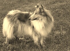Szary + Sepia