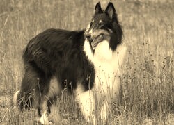 Sepia