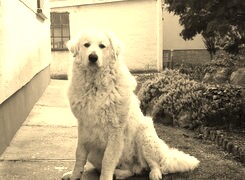 Szary + Sepia