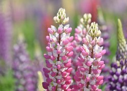 Oryginalny obrazek
