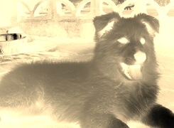 Sepia + Negatyw
