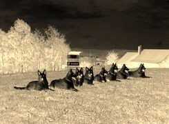 Sepia + Negatyw