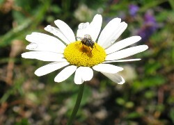 Oryginalny obrazek