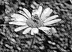 Skamielina