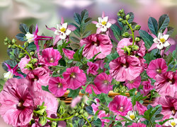 Oryginalny obrazek