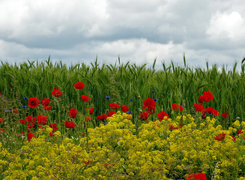 Oryginalny obrazek