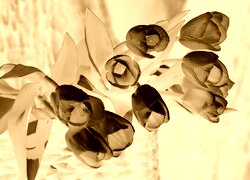 Sepia + Negatyw