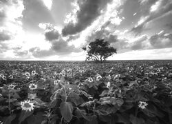 Szary + Sepia