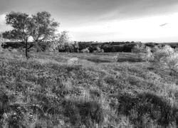 Szary + Sepia