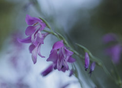 Oryginalny obrazek