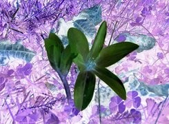 Negatyw