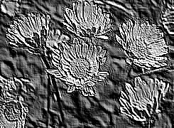 Skamielina
