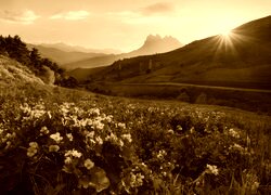 Sepia
