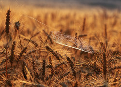 Oryginalny obrazek