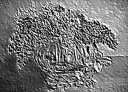 Skamielina