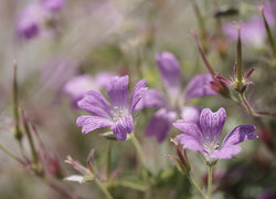 Oryginalny obrazek