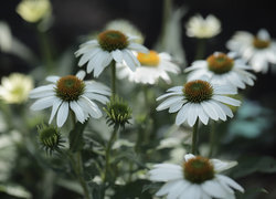 Oryginalny obrazek