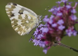 Oryginalny obrazek