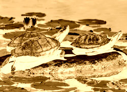 Sepia + Negatyw