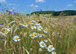 Oryginalny obrazek