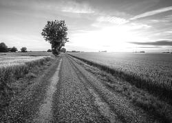 Szary + Sepia