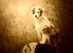 Sepia