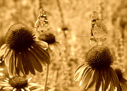 Sepia