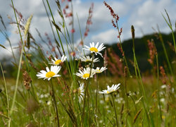 Oryginalny obrazek