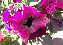 Oryginalny obrazek
