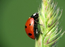 Oryginalny obrazek