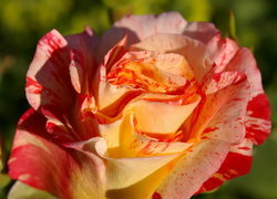 Oryginalny obrazek